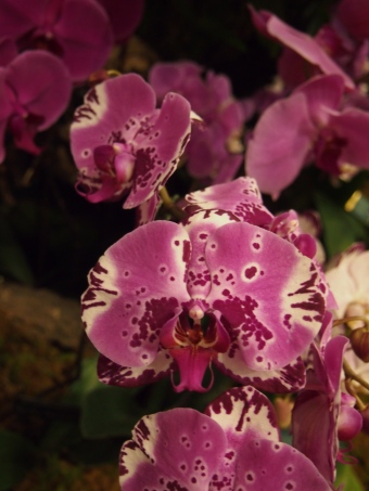 bright purple orchid flowers toronto orchid show 2016