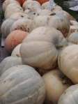 white and grey pumpkins piled up